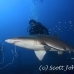 shark_tiger_sand_atlas_h_0341_nca0799.jpg